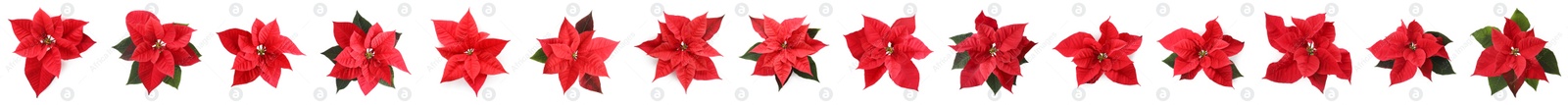 Image of Set of poinsettias on white background, top view. Christmas traditional flower, banner design