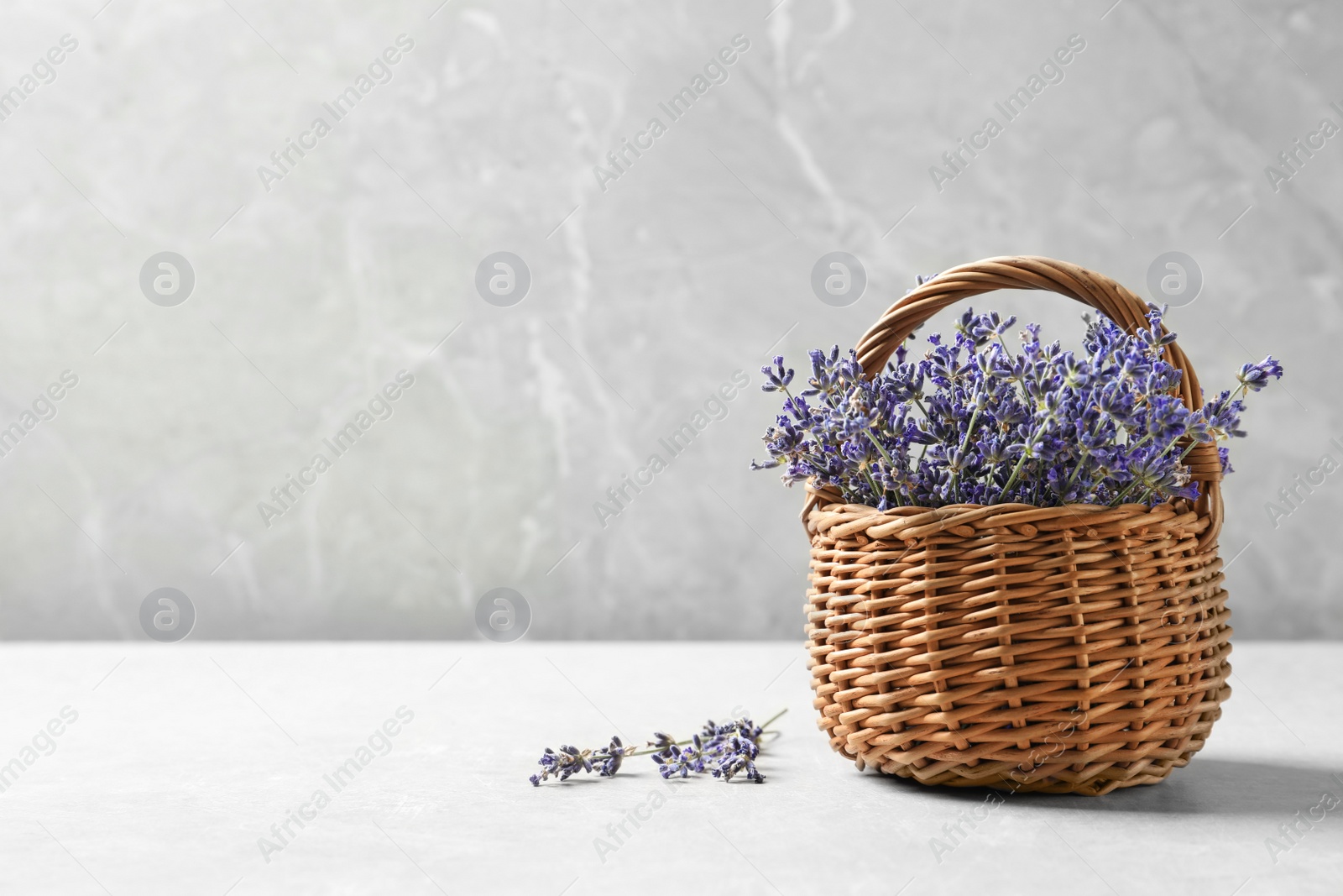 Photo of Fresh lavender flowers in basket on stone table against grey background, space for text