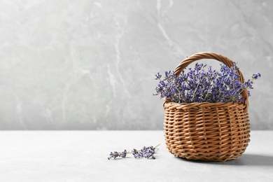 Fresh lavender flowers in basket on stone table against grey background, space for text