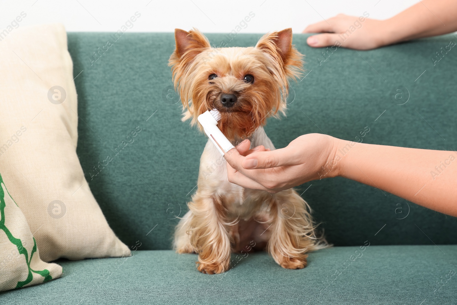 Photo of Man brushing dog's teeth on couch, closeup