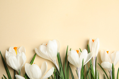 Beautiful spring crocus flowers on beige background, flat lay. Space for text