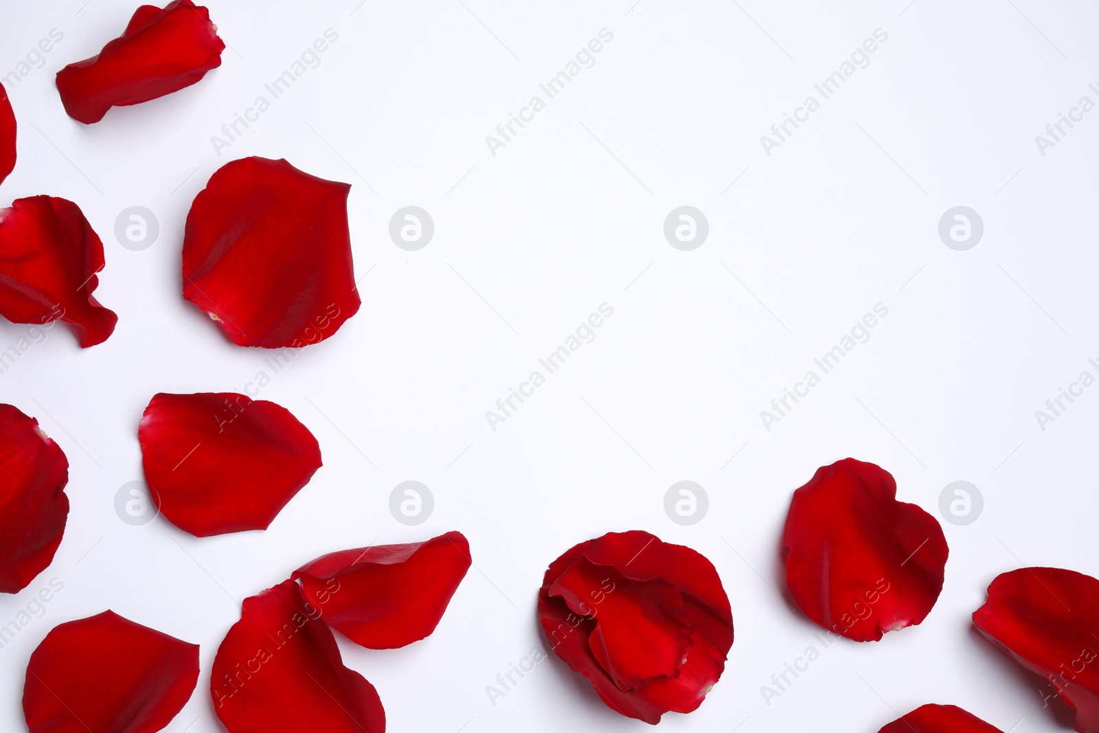 Photo of Beautiful red rose petals on white background, top view