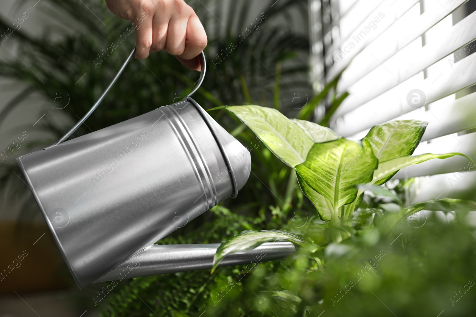 Photo of Woman watering plants near window at home, closeup