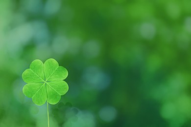 Image of Beautiful fresh green clover leaf on blurred background, space for text 