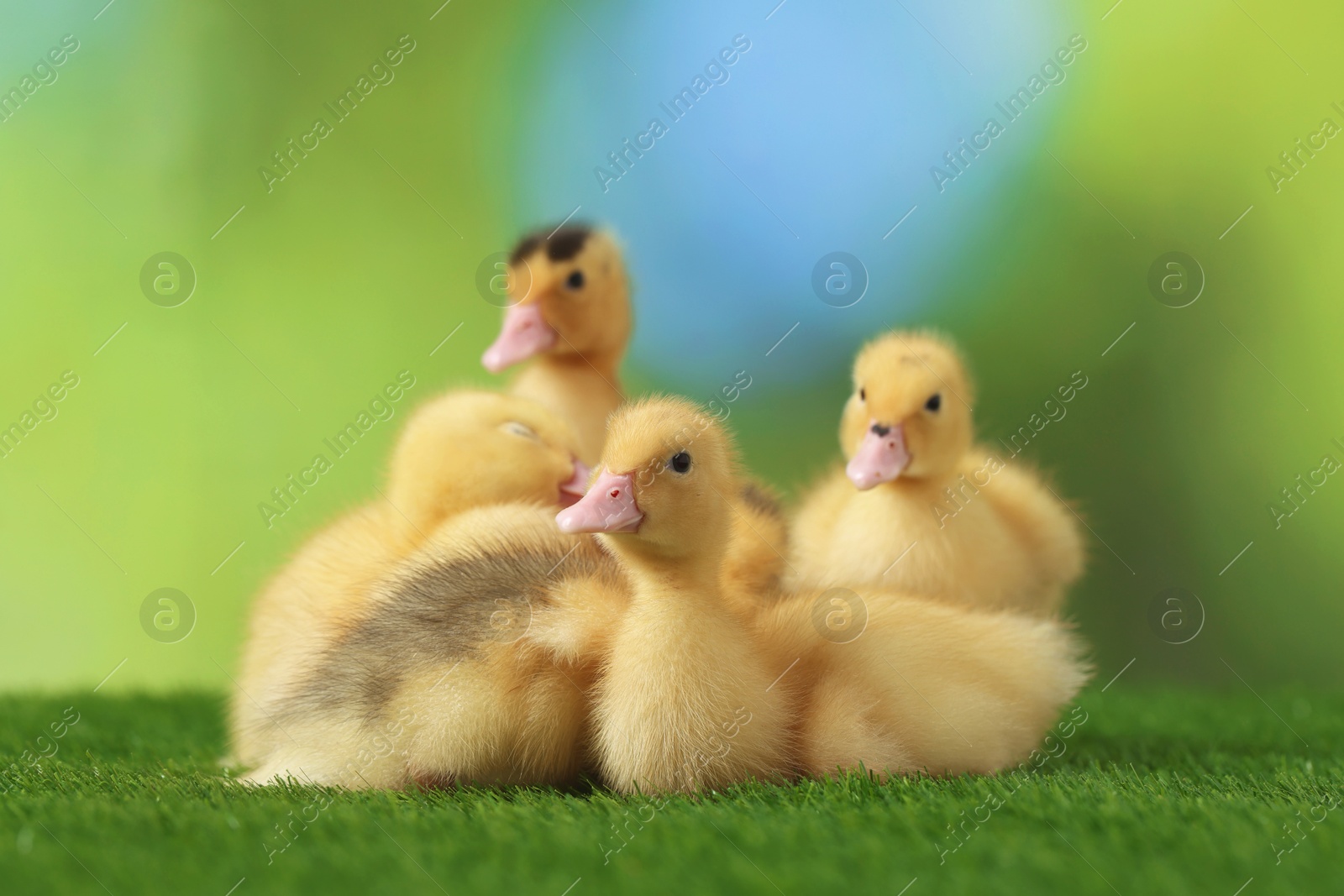 Photo of Cute fluffy ducklings on artificial grass against blurred background, closeup. Baby animals