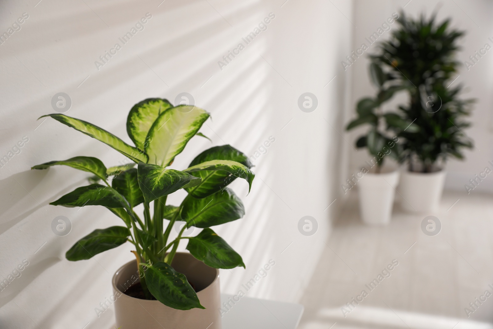 Photo of Green potted plant in light room. Home decoration