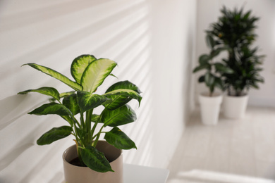 Photo of Green potted plant in light room. Home decoration