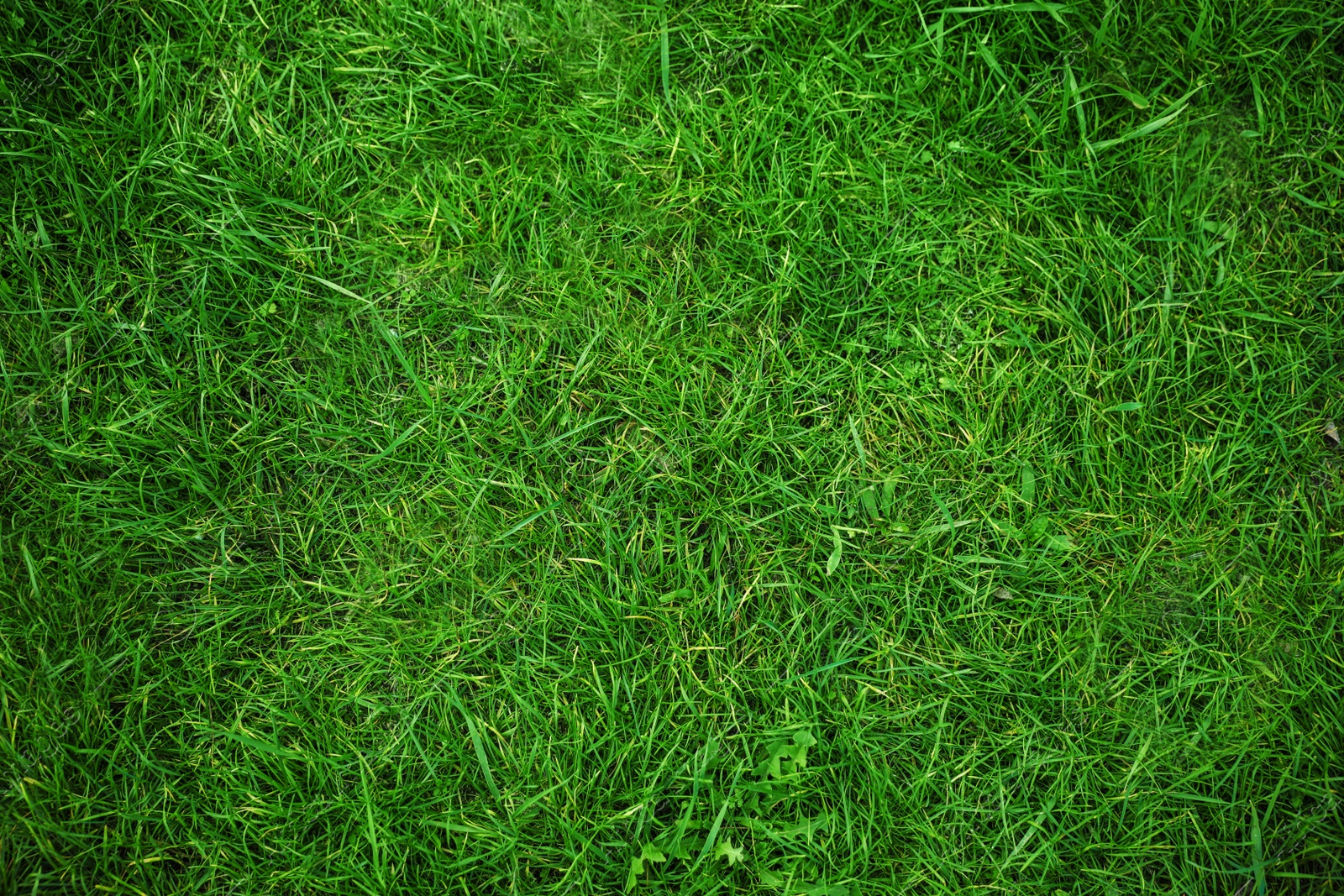 Photo of Lush green grass as background, top view