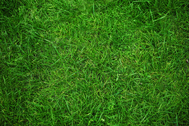 Photo of Lush green grass as background, top view