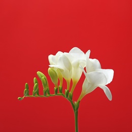 Photo of Beautiful freesia flower on color background