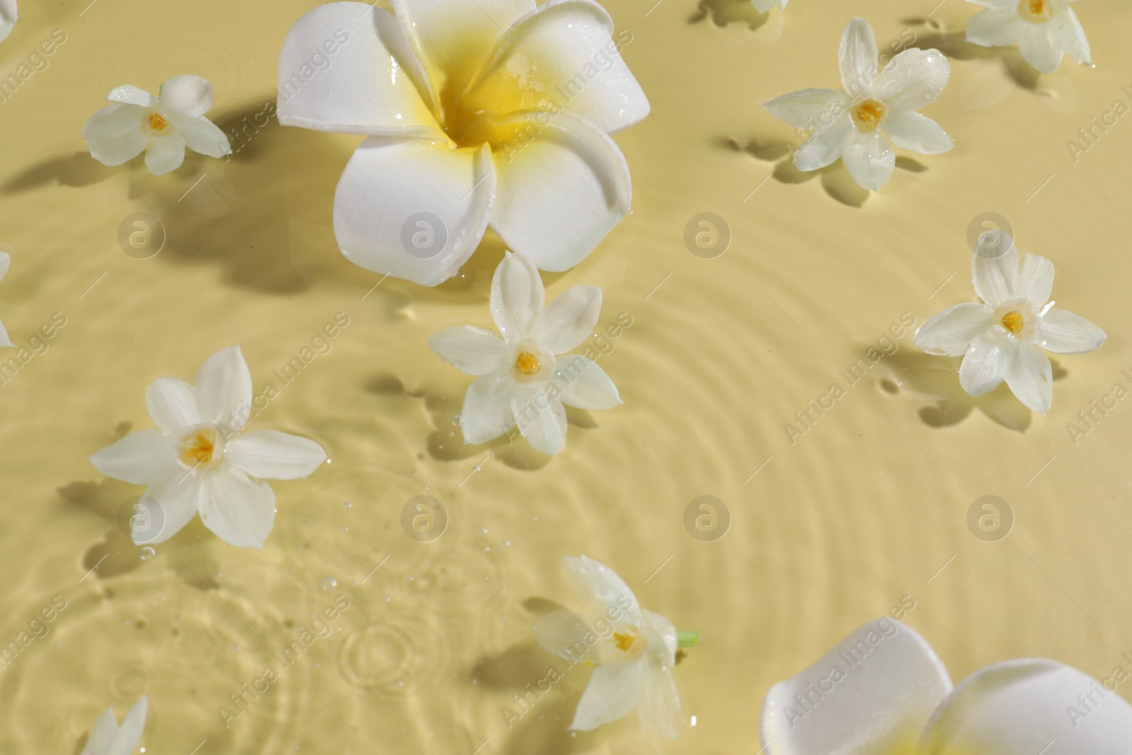 Photo of Beautiful flowers in water on pale yellow background