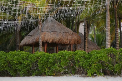 Photo of Beautiful green shrubs and palm trees near straw canopies on sandy beach