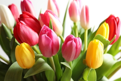 Beautiful bouquet of bright tulip flowers on light background, closeup