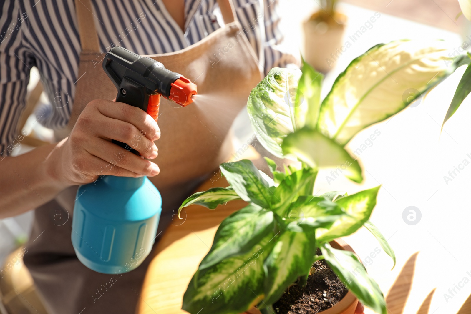 Photo of Woman taking care of home plants at table indoors, closeup
