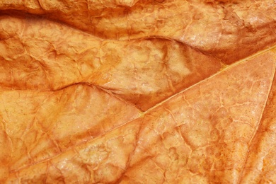 Texture of orange autumn leaf as background, closeup