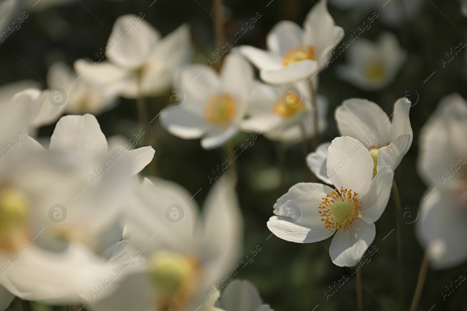 Photo of Beautiful blossoming Japanese anemone flowers outdoors on spring day