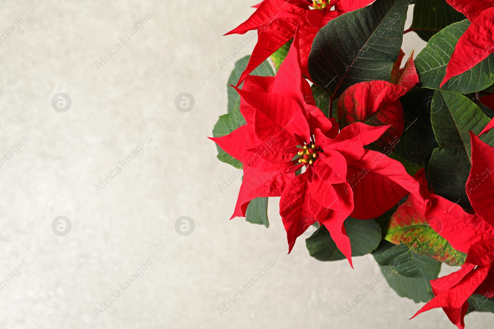 Photo of Poinsettia (traditional Christmas flower) on light background, closeup. Space for text