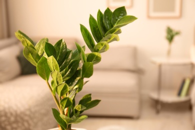 Photo of Tropical plant with green leaves indoors, closeup