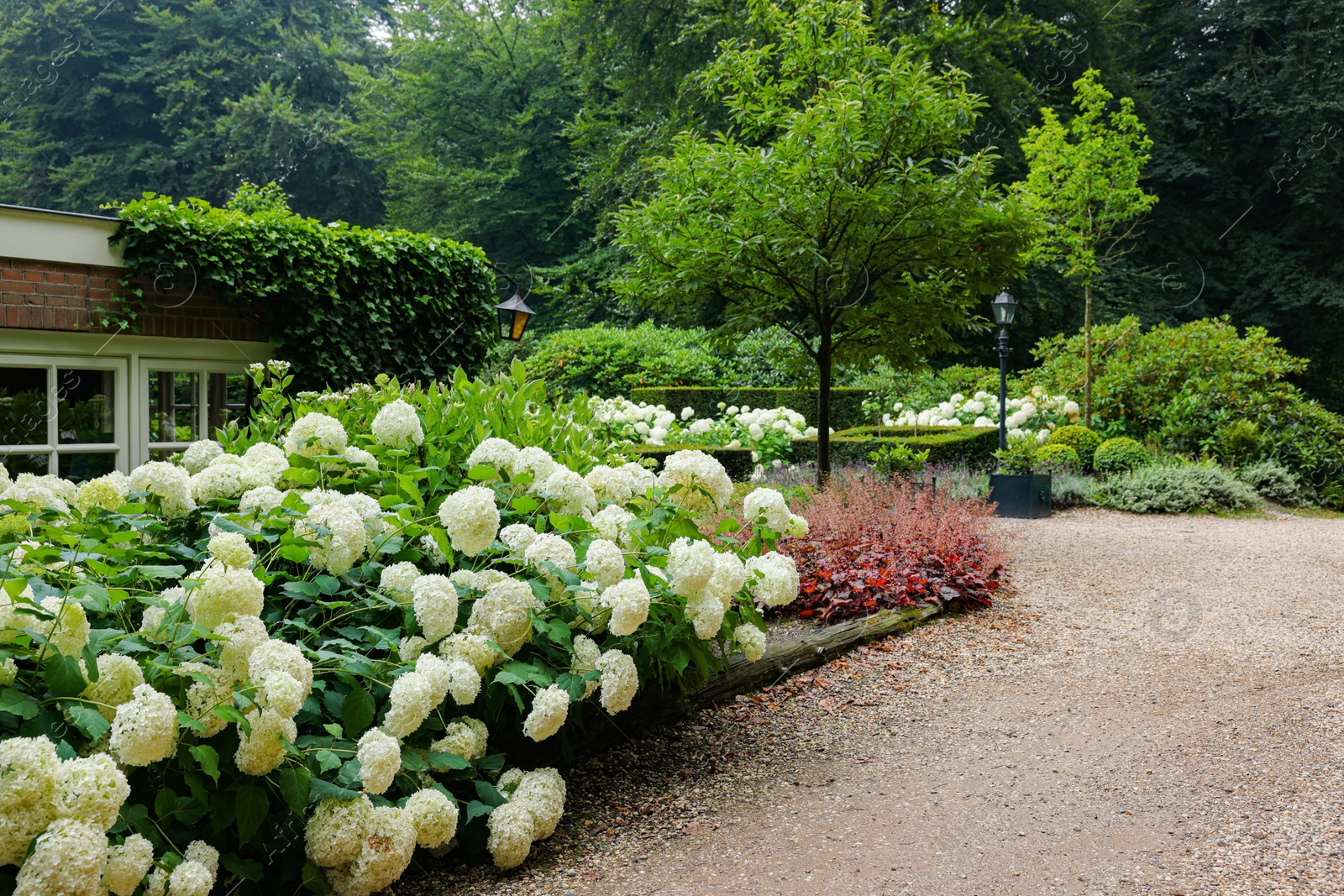 Photo of Beautiful blooming white hydrangeas in front yard of house. Landscape design