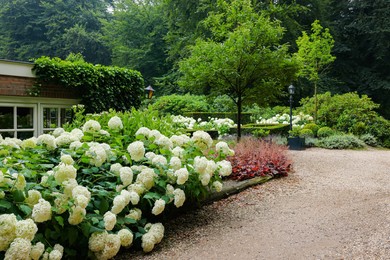 Beautiful blooming white hydrangeas in front yard of house. Landscape design