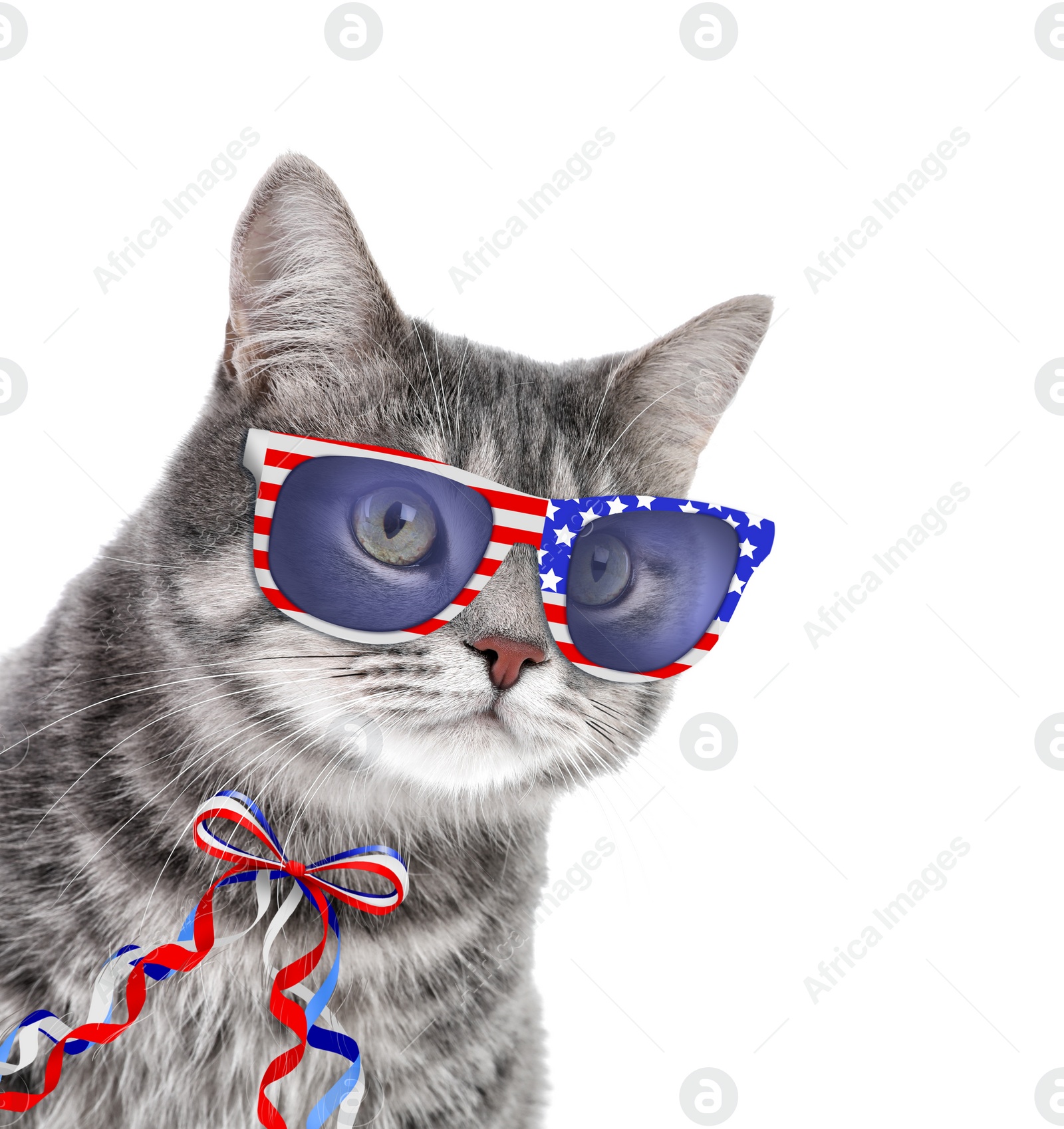 Image of Cute cat with sunglasses and bow on white background. Concept of federal holidays in USA