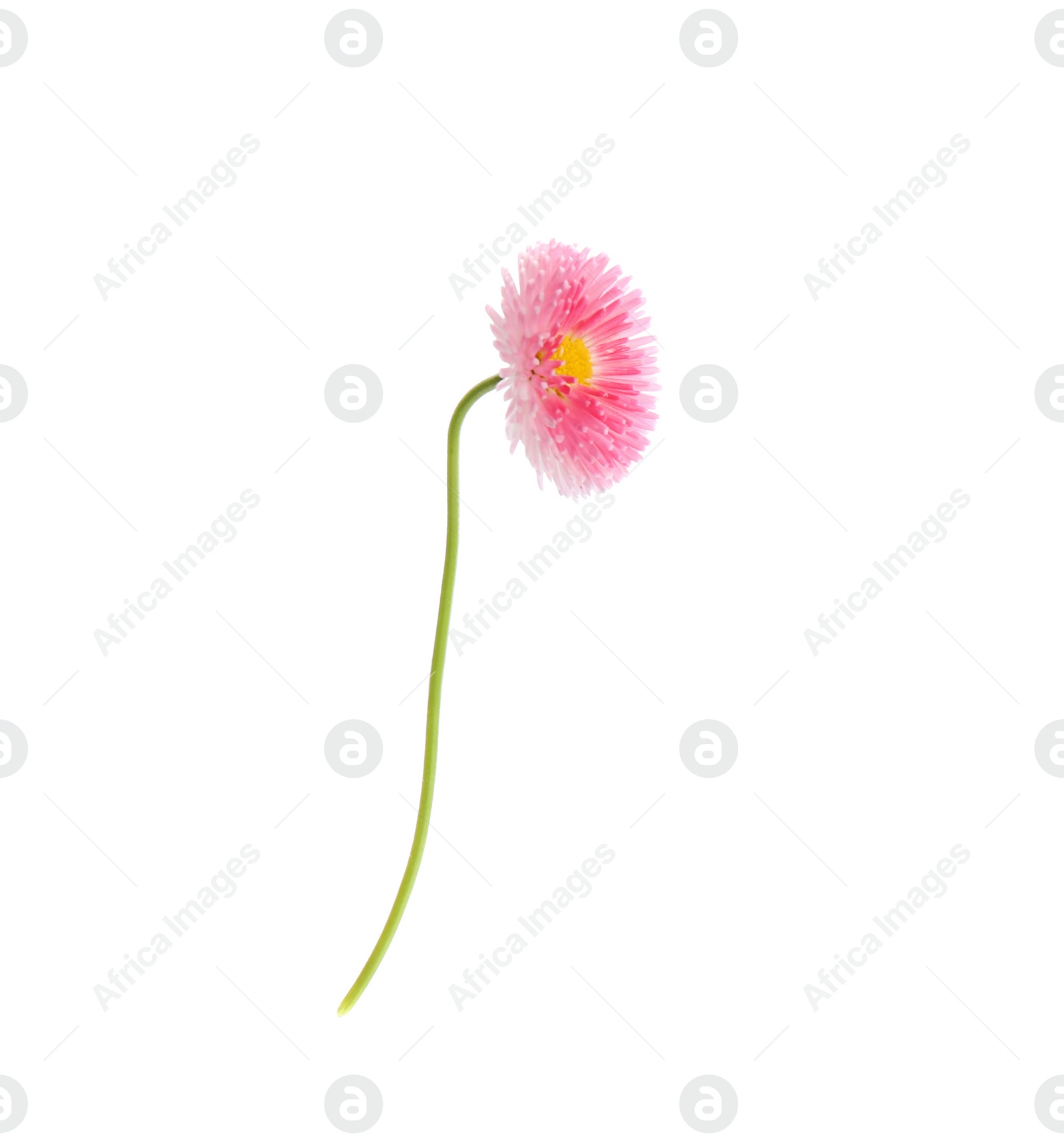 Photo of Beautiful spring daisy flower isolated on white