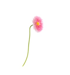 Beautiful spring daisy flower isolated on white