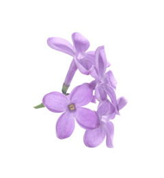 Beautiful violet lilac blossom isolated on white