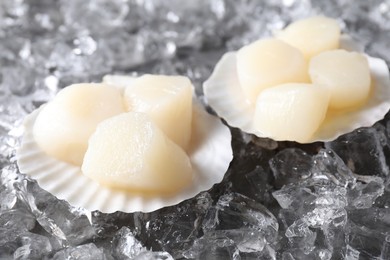 Fresh raw scallops with shells on ice cubes, closeup