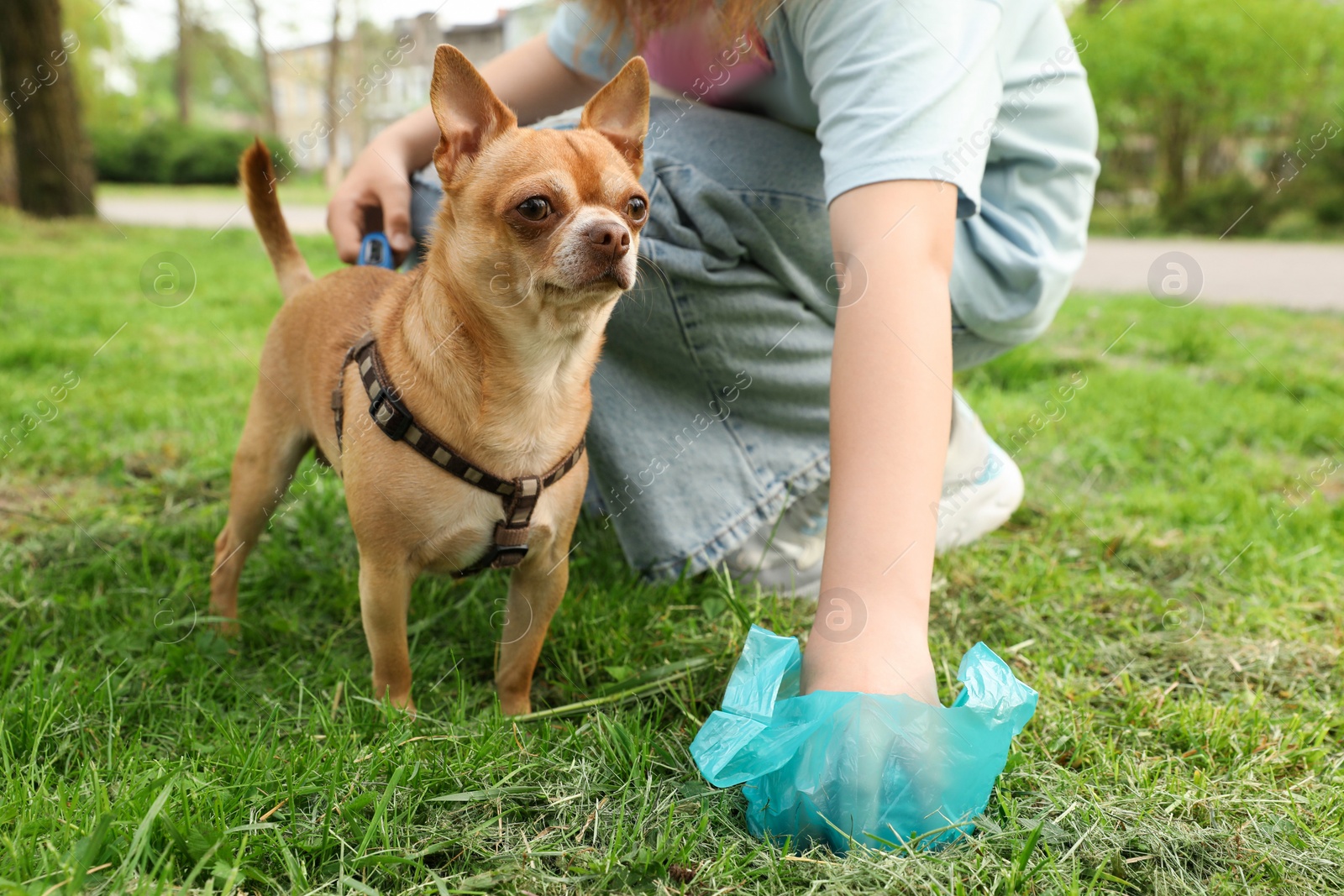 Photo of Woman picking up her dog's poop from green grass in park, closeup