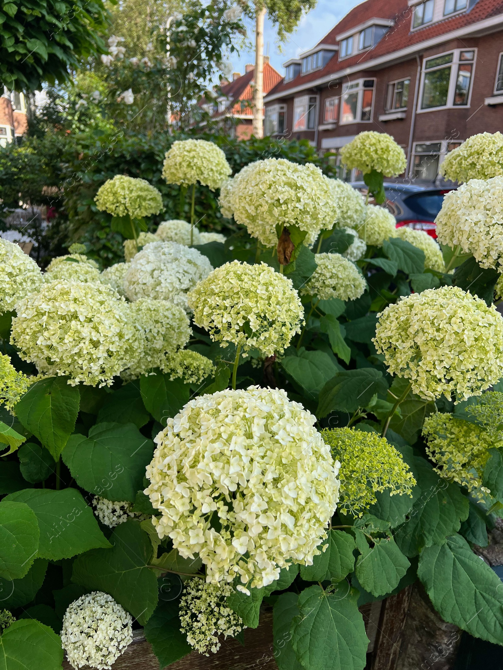 Photo of Beautiful hortensia plants with colorful flowers growing outdoors