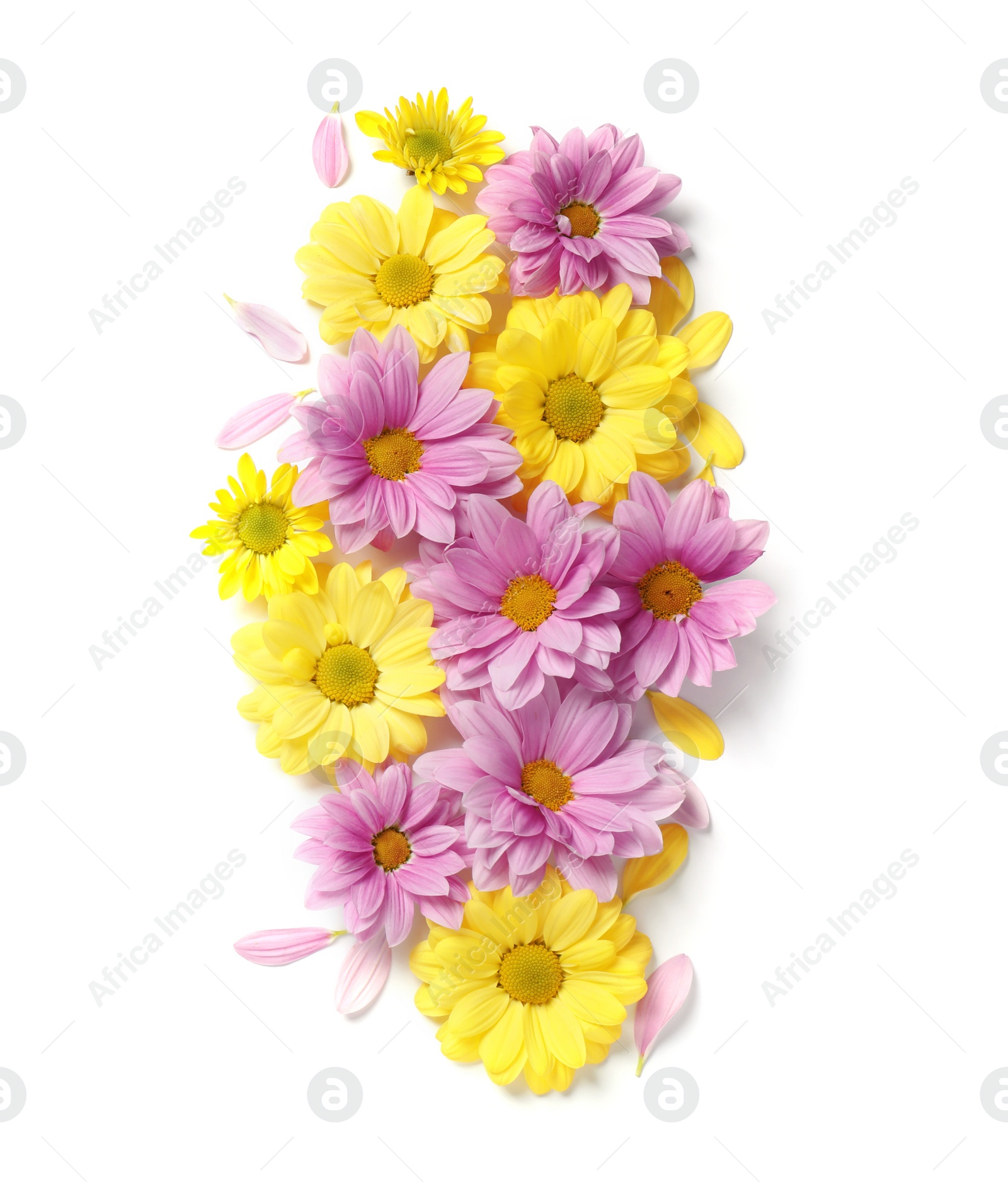 Photo of Composition with beautiful chamomile flowers on white background, top view. Space for text