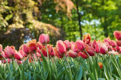 Many beautiful tulip flowers growing in park, closeup. Spring season