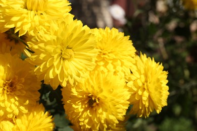 Photo of Beautiful yellow chrysanthemum flowers growing outdoors, closeup