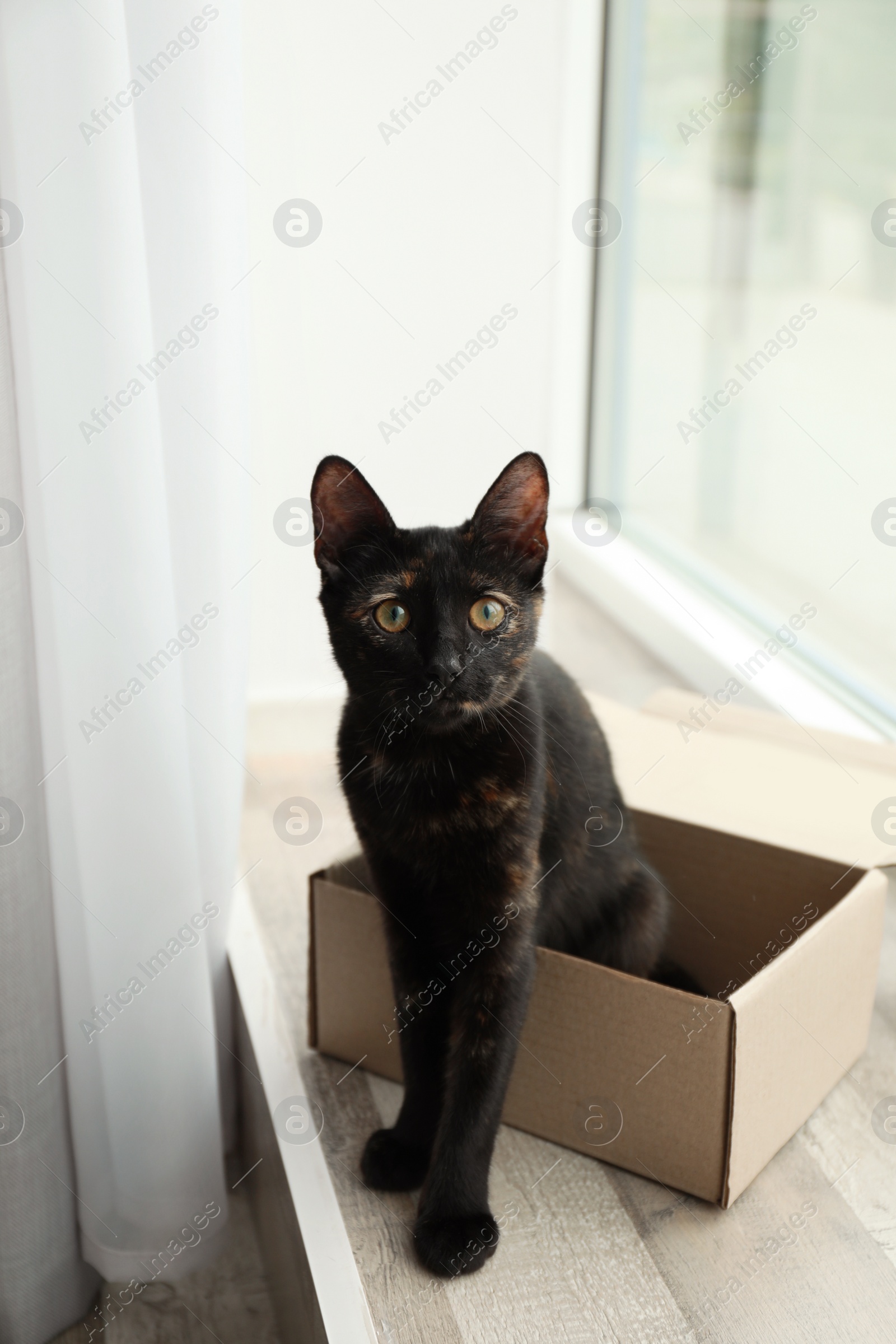 Photo of Cute black cat sitting in cardboard box near window at home