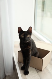 Cute black cat sitting in cardboard box near window at home