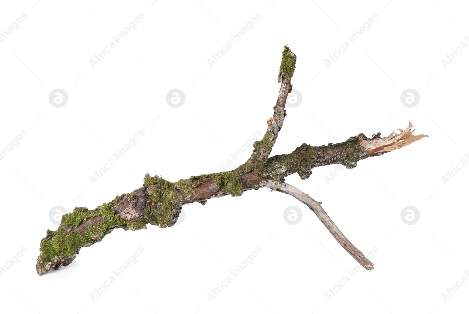 Photo of Dry tree branch with moss isolated on white