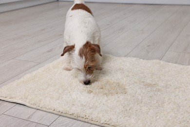 Cute dog near wet spot on rug indoors