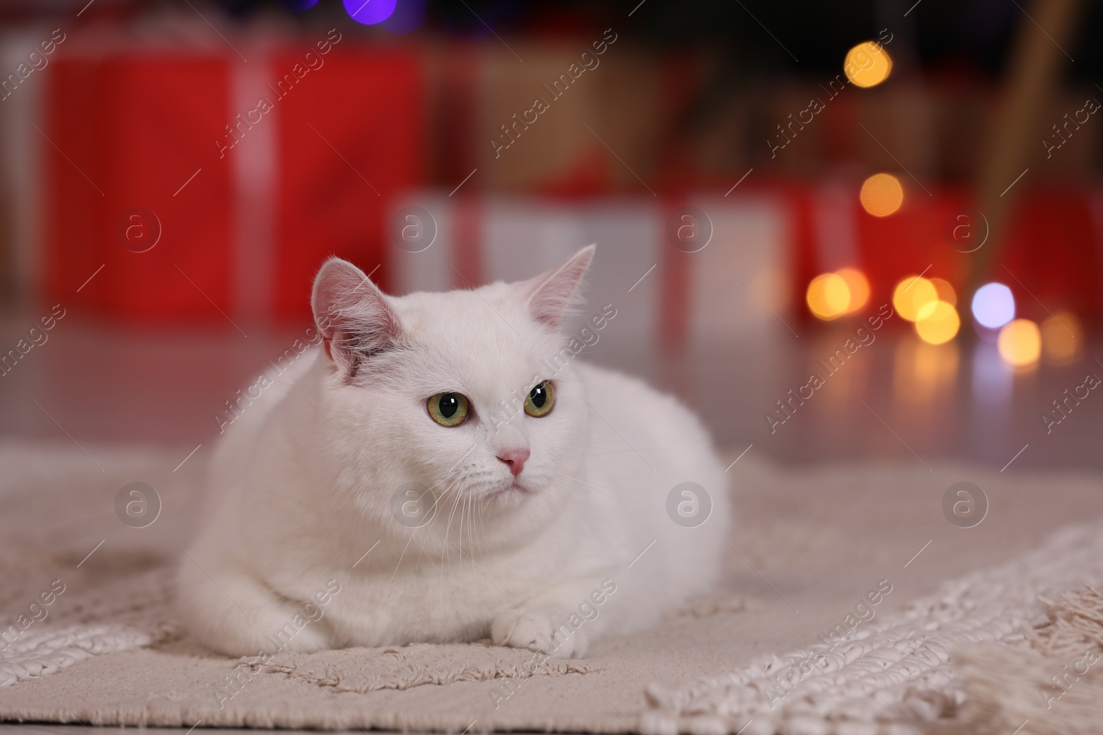 Photo of Christmas atmosphere. Adorable cat lying on carpet. Space for text