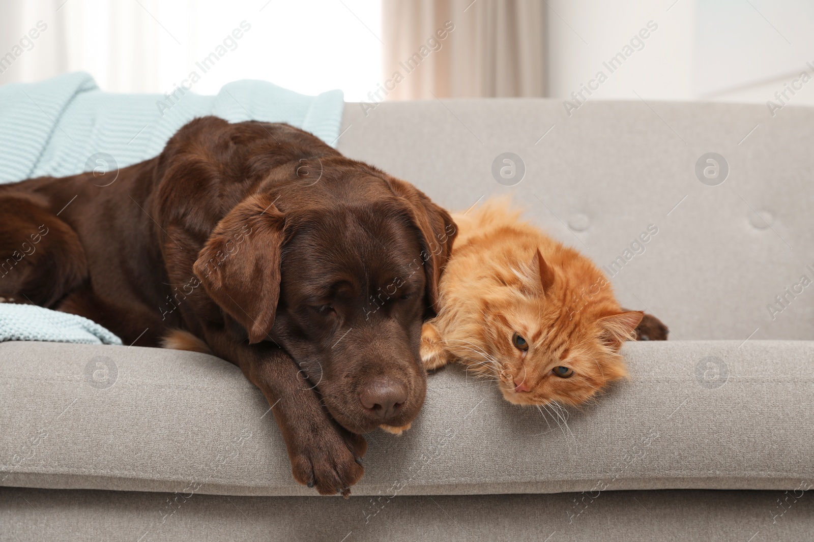 Photo of Cat and dog together on sofa indoors. Fluffy friends