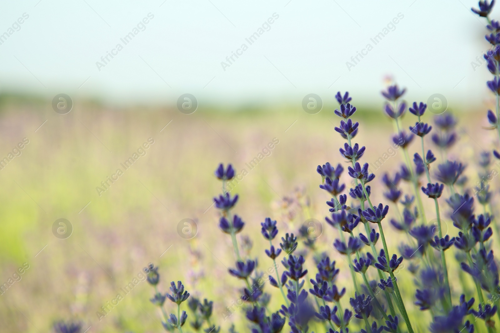 Photo of Beautiful blooming lavender growing in field, closeup. Space for text