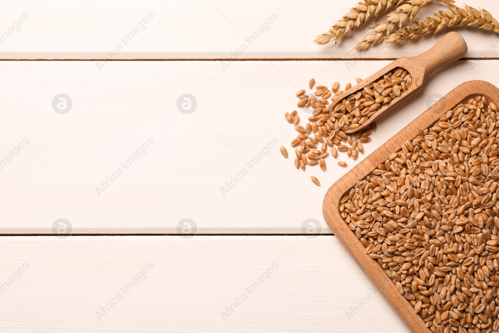 Photo of Wheat grains with spikelets on white wooden table, flat lay. Space for text