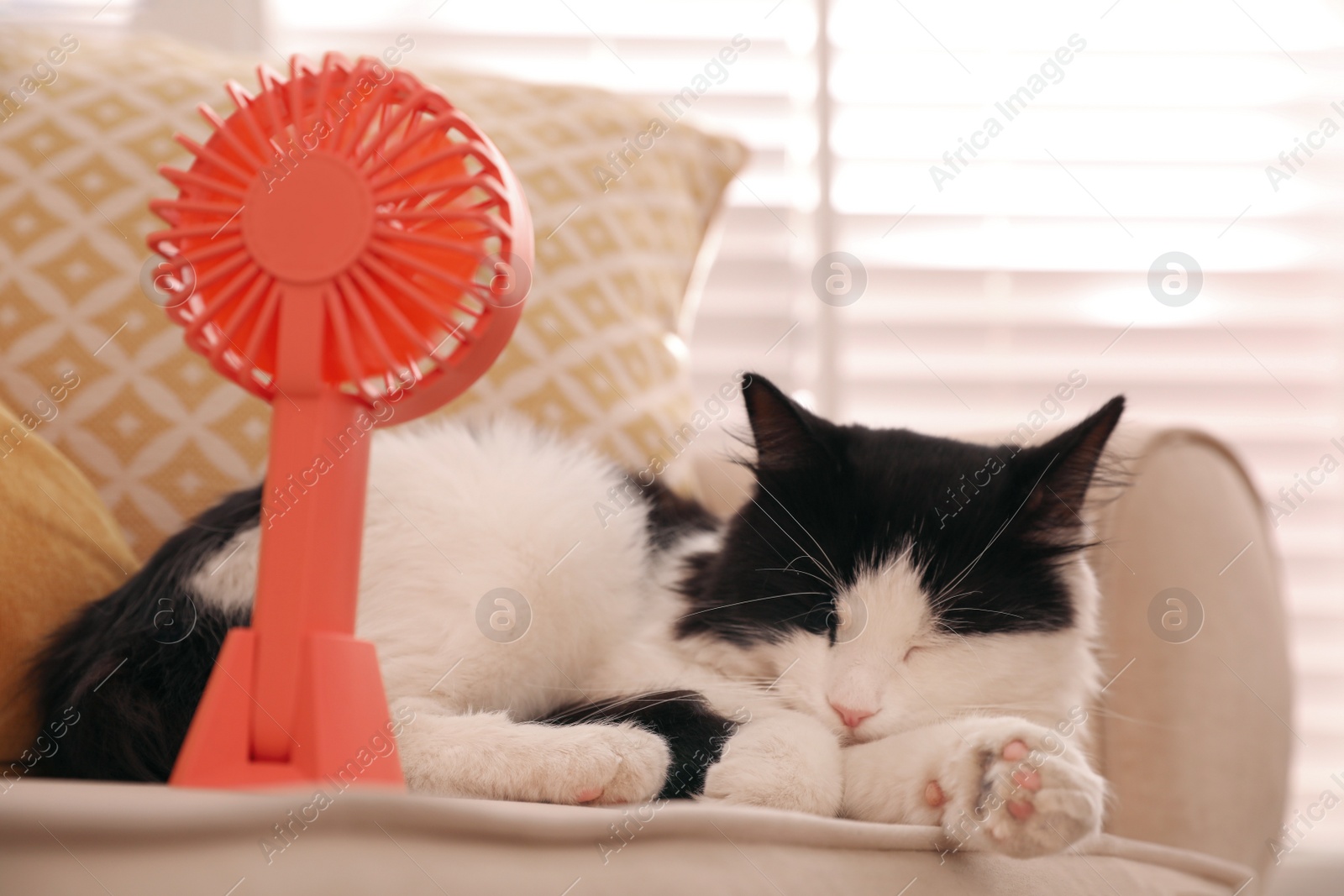 Photo of Cute fluffy cat enjoying air flow from fan on sofa indoors. Summer heat