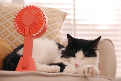 Cute fluffy cat enjoying air flow from fan on sofa indoors. Summer heat