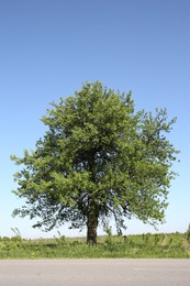 Photo of Beautiful tree growing outdoors on sunny day