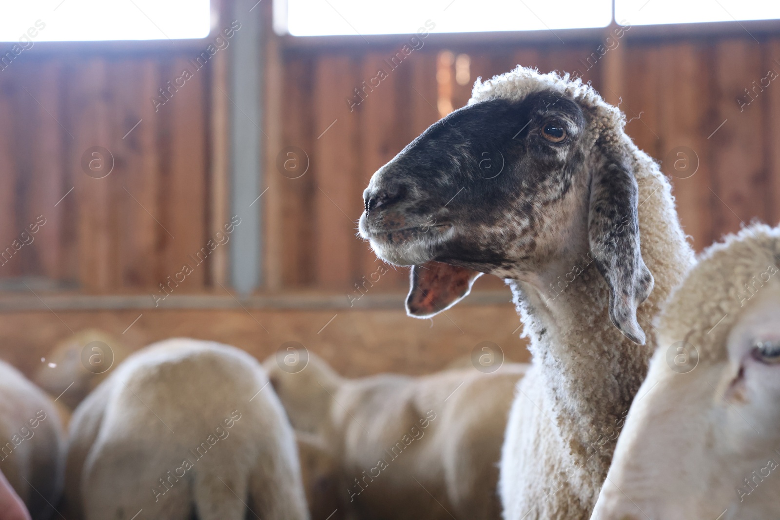 Photo of Sheep in barn on farm, space for text. Cute animals