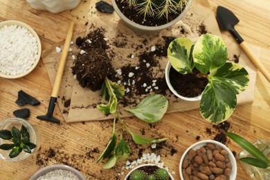 Photo of Houseplants and gardening tools on wooden table, flat lay