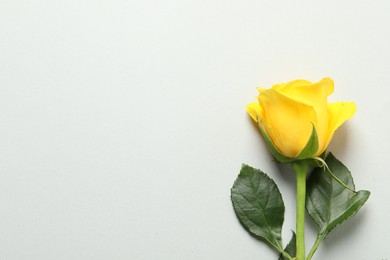 Photo of Beautiful yellow rose on light grey background, top view. Space for text