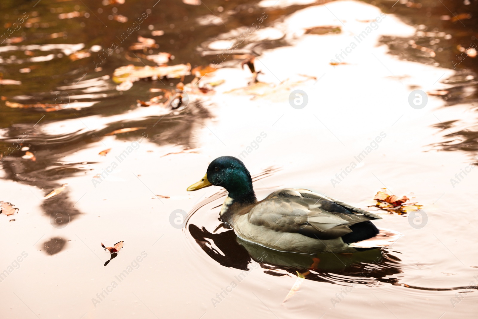 Photo of Cute duck swimming in pond on autumn day