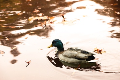 Cute duck swimming in pond on autumn day